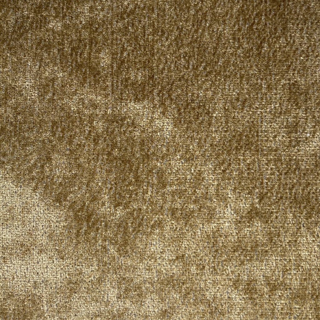 Lux Camel